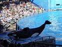 Sea World-136